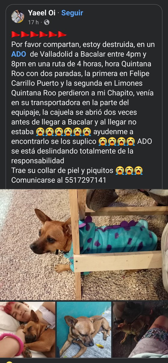 StraySquire tweet media