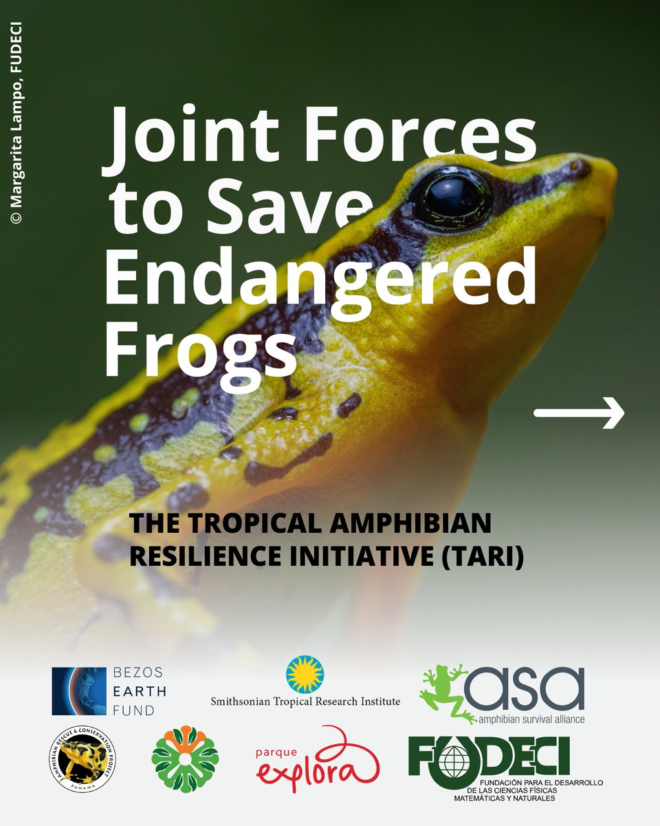 Amphibian Survival Alliance (@amphibiansorg) on Twitter photo 𝗘𝘅𝗰𝗶𝘁𝗶𝗻𝗴 𝗻𝗲𝘄𝘀 𝗼𝗻 #WorldFrogDay
We are proud to partner with the <a href="/stri_panama/">Smithsonian Panama</a> on the Tropical Amphibian Resilience Initiative (TARI), a groundbreaking 5-year, $𝟮 𝗺𝗶𝗹𝗹𝗶𝗼𝗻 project funded by <a href="/BezosEarthFund/">Bezos Earth Fund</a>
Read more here: amphibians.org/news/bezos-ear… 𝗘𝘅𝗰𝗶𝘁𝗶𝗻𝗴 𝗻𝗲𝘄𝘀 𝗼𝗻 #WorldFrogDay
We are proud to partner with the <a href="/stri_panama/">Smithsonian Panama</a> on the Tropical Amphibian Resilience Initiative (TARI), a groundbreaking 5-year, $𝟮 𝗺𝗶𝗹𝗹𝗶𝗼𝗻 project funded by <a href="/BezosEarthFund/">Bezos Earth Fund</a>
Read more here: amphibians.org/news/bezos-ear…
