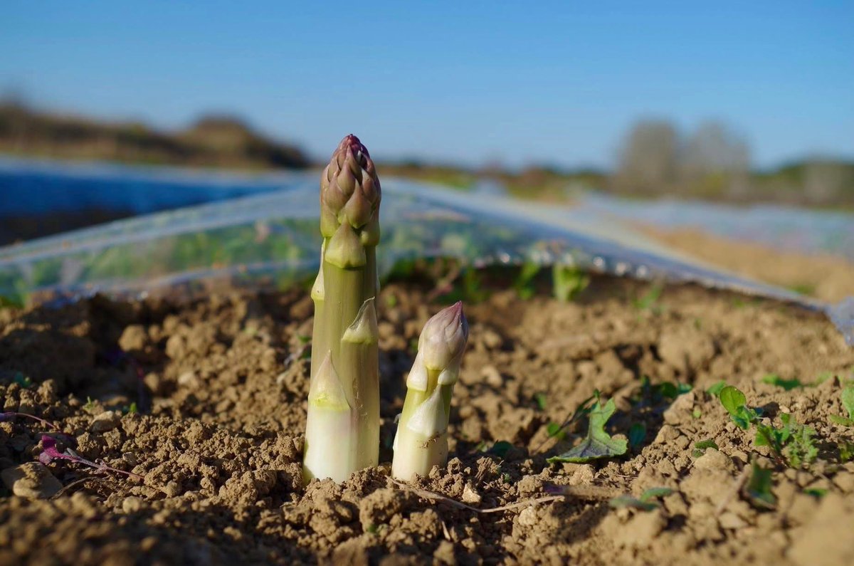 Nous avons très peu d’asperges fraise, en ce moment avec les conditions météo du moment, froid et pluie. 

Nous espérons que le soleil revienne rapidement #FrAgTw