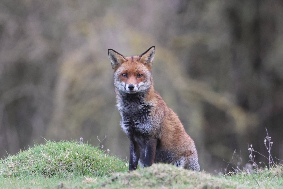 bcbeancounter's tweet image. A special evening recently with some local mammals. #northantswildlife @wildlifetrustbcn #ukmammals #muntjac #fox