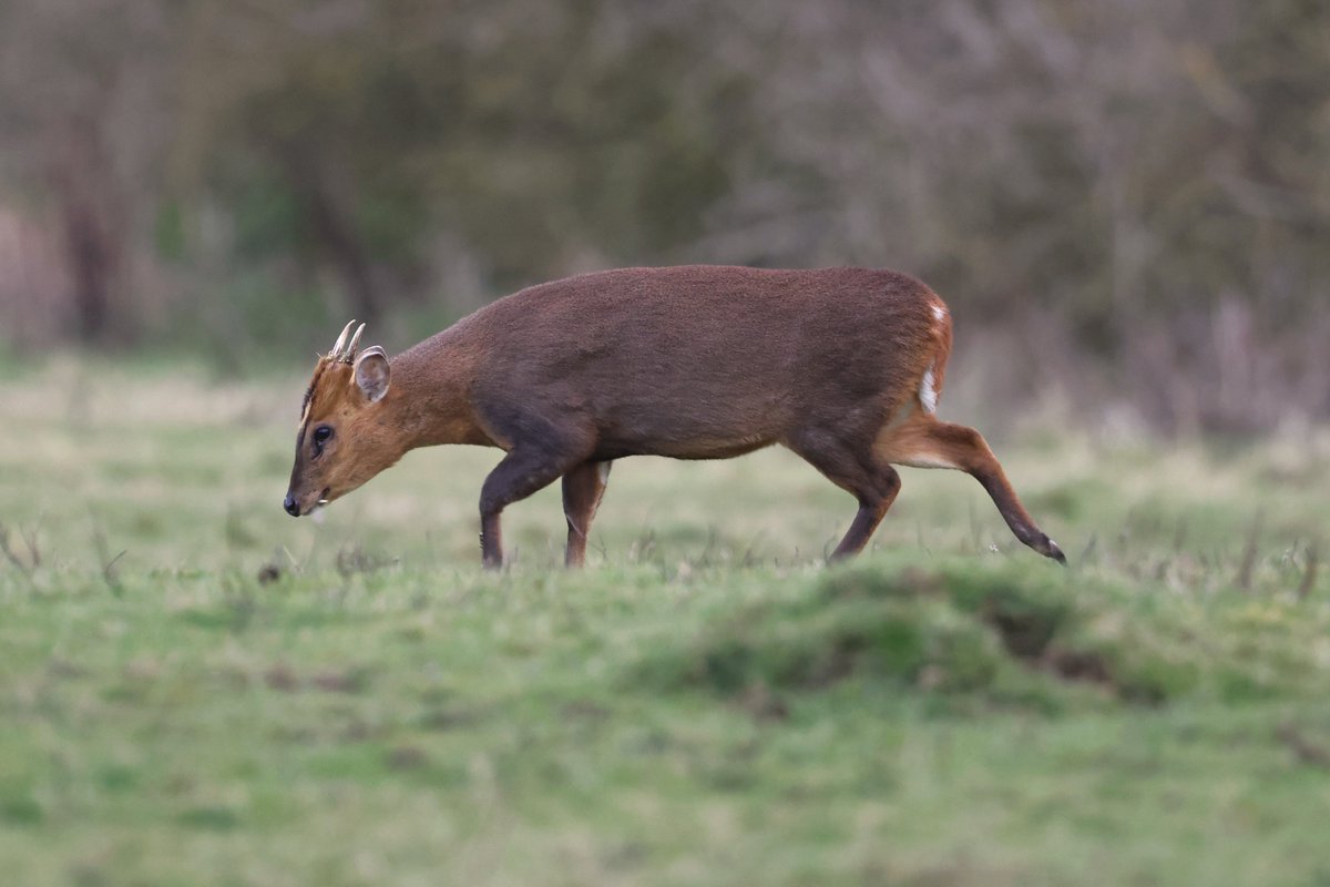 bcbeancounter's tweet image. A special evening recently with some local mammals. #northantswildlife @wildlifetrustbcn #ukmammals #muntjac #fox