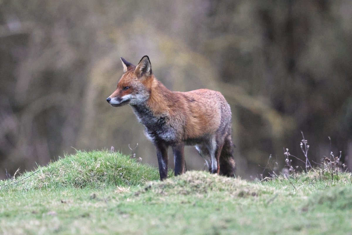 bcbeancounter's tweet image. A special evening recently with some local mammals. #northantswildlife @wildlifetrustbcn #ukmammals #muntjac #fox