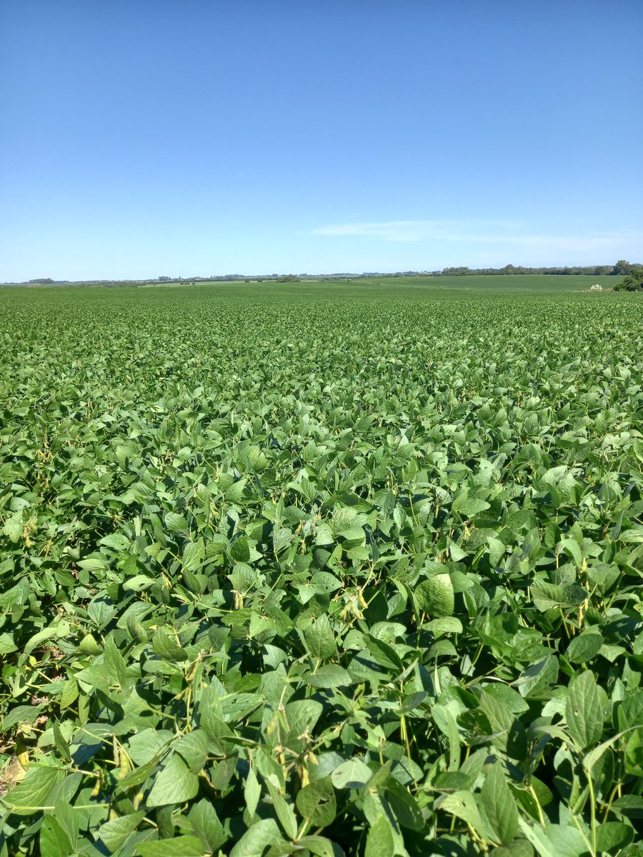 Ignacio Gaudin tweet media