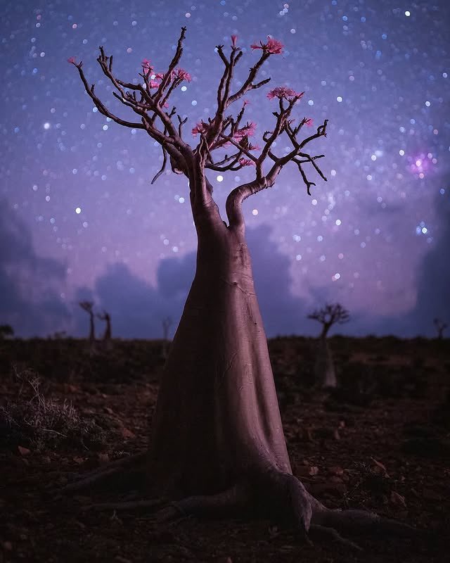 World Uncovered tweet media