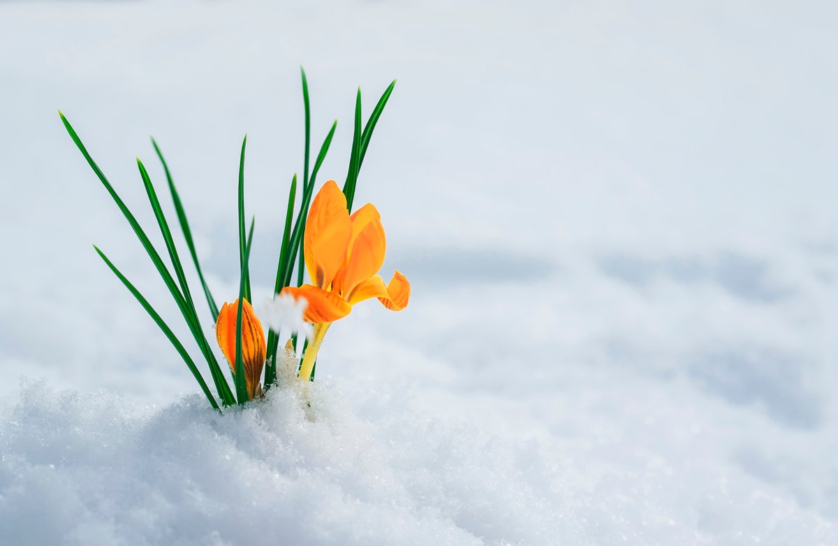 HungryPests's tweet image. 🌷 Brighter days, blooming gardens! Help protect spring’s beauty—explore simple ways to prevent invasive pests from spreading. aphis.usda.gov/aphis/resource… #FirstDayOfSpring