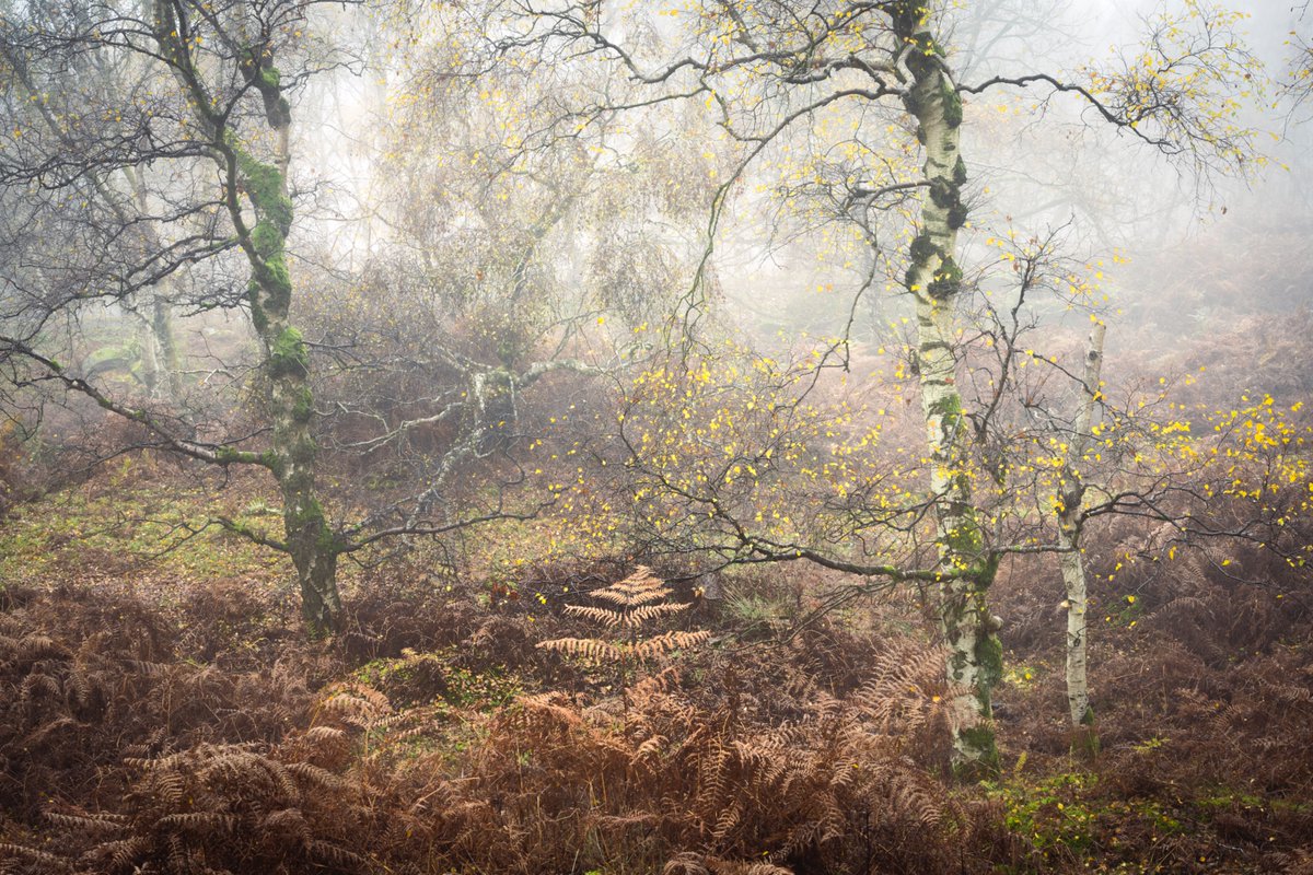 nigeldanson's tweet image. My new book, Close to Calm is now available to pre-order. I am super proud of this book. I love local photography so much and especially the woodlands I am lucky enough to call home.