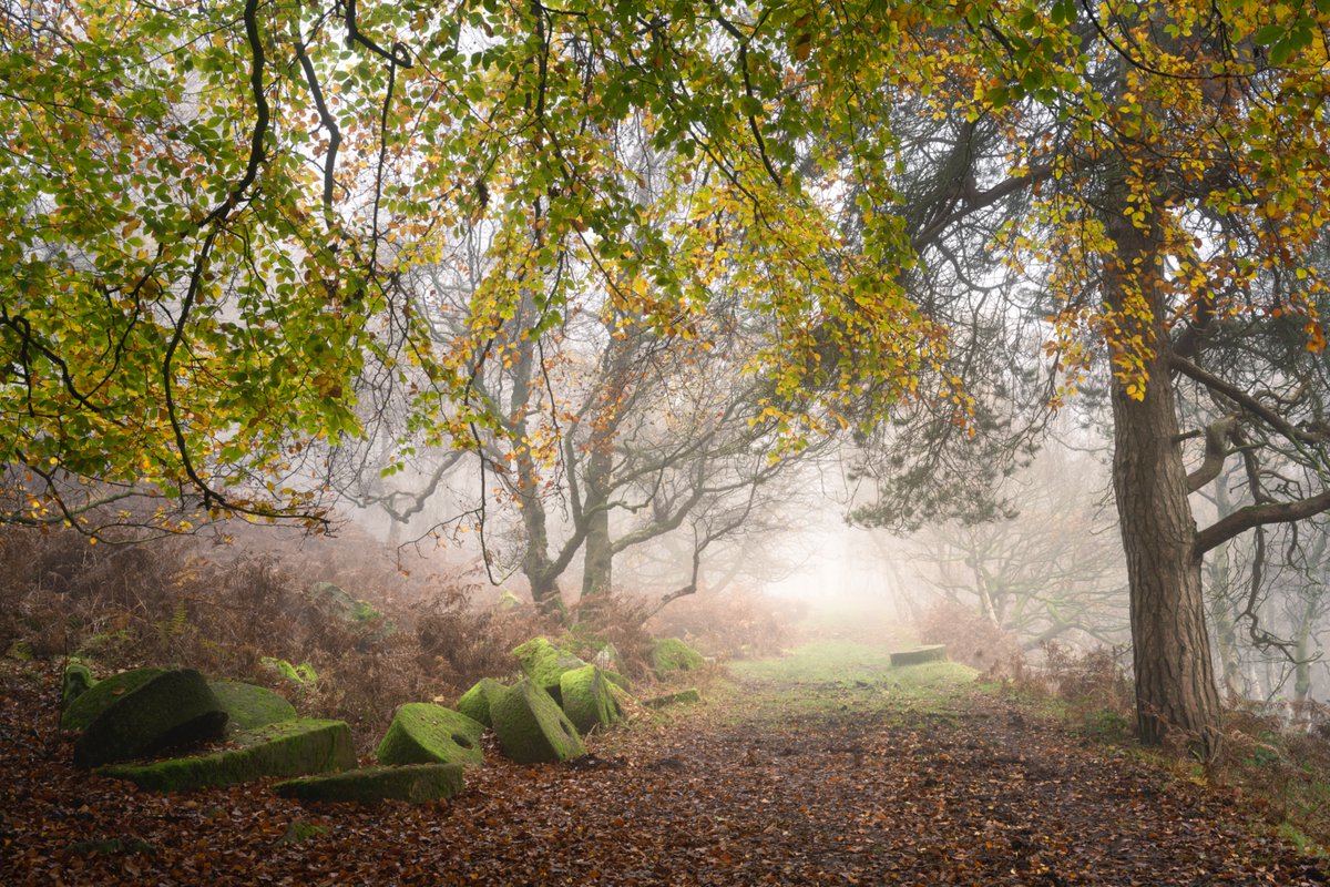 nigeldanson's tweet image. My new book, Close to Calm is now available to pre-order. I am super proud of this book. I love local photography so much and especially the woodlands I am lucky enough to call home.