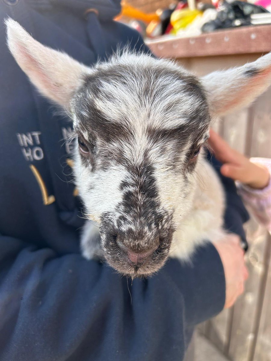 Thank you to Mrs Brown in our ELC for organising an engaging visit from a little lamb. Our ELC and P1 children were very excited! We look forward to sharing our name suggestions too! 🐑