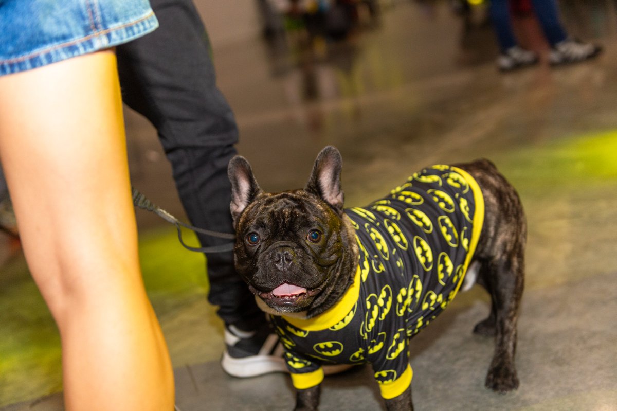 Nos encanta ver a nuestros amigos peludos con sus mejores cosplay. 🐶🐾 Sabemos que los disfraces no son solo para humanos y cada año nuevas mascotas nos roban el corazón.💜

Si tu mascota también estuvo en nuestra pasada edición, ¡queremos verla!
