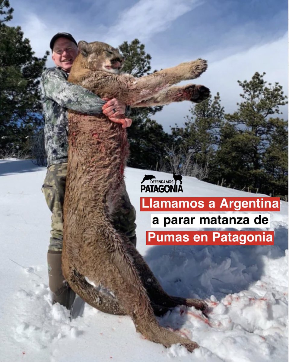 DefendamsChiloe's tweet image. Vamos a seguir una y otra vez , tome el tiempo que tome , informando y llamando al despertar de la conciencia del ser humano en todas partes .

En esta ocasión , LLAMAMOS al pueblo hermano de #argentina a que se levante contra la matanza de pumas en #patagonia. 

👉🏼 Matar pumas…