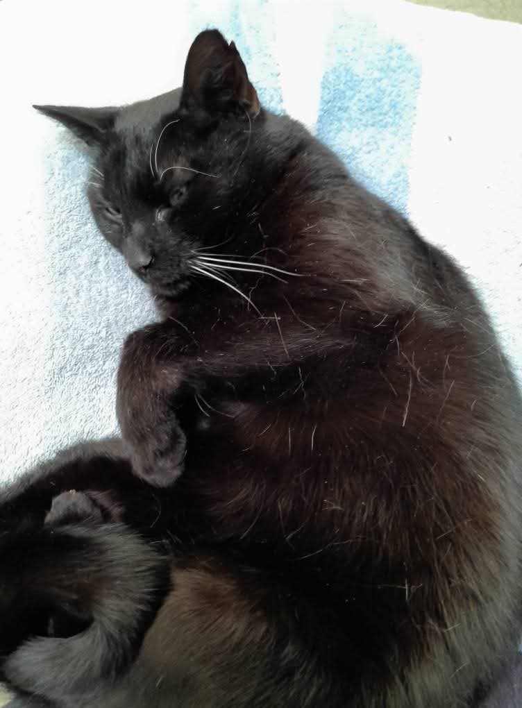 SPOED! ‼️❗️
Wegens onze verhuizing hebben we nu nog maar een paar dieren, het lijkt op een spookasiel ! Casper heeft nu een afdeling voor hem alleen maar in het nieuwe asiel zal zijn verblijf kleiner zijn. Wie geeft Casper een thuis? 
ikzoekbaas.dierenbescherming.nl/asieldier/katt…