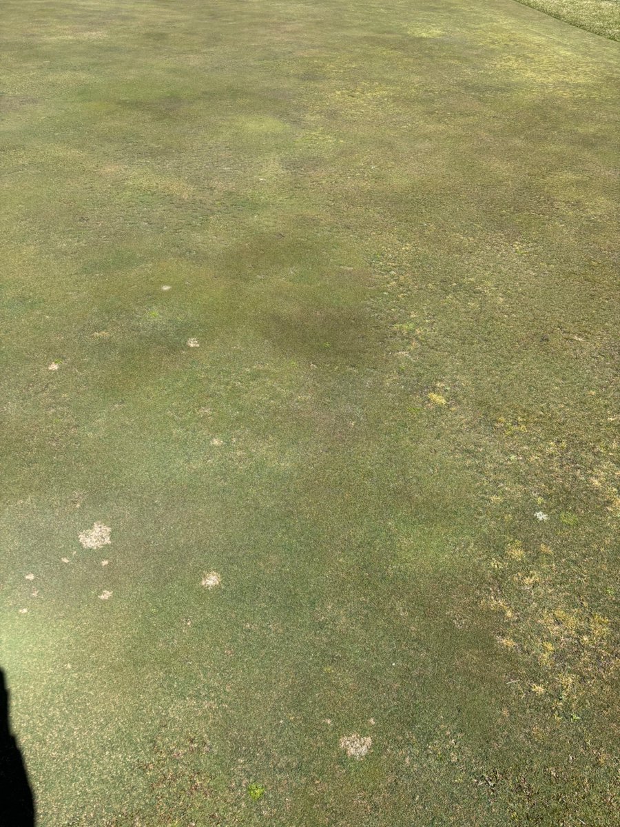 Scott McElroy (@auburnturf) on Twitter photo Three PoaCure apps applied over a year ago still holding Poa off, incredible bentgrass density, and no potmarking from last years goosegrass and crabgrass. <a href="/PoaCure/">Suk-Jin Koo</a> Three PoaCure apps applied over a year ago still holding Poa off, incredible bentgrass density, and no potmarking from last years goosegrass and crabgrass. <a href="/PoaCure/">Suk-Jin Koo</a>
