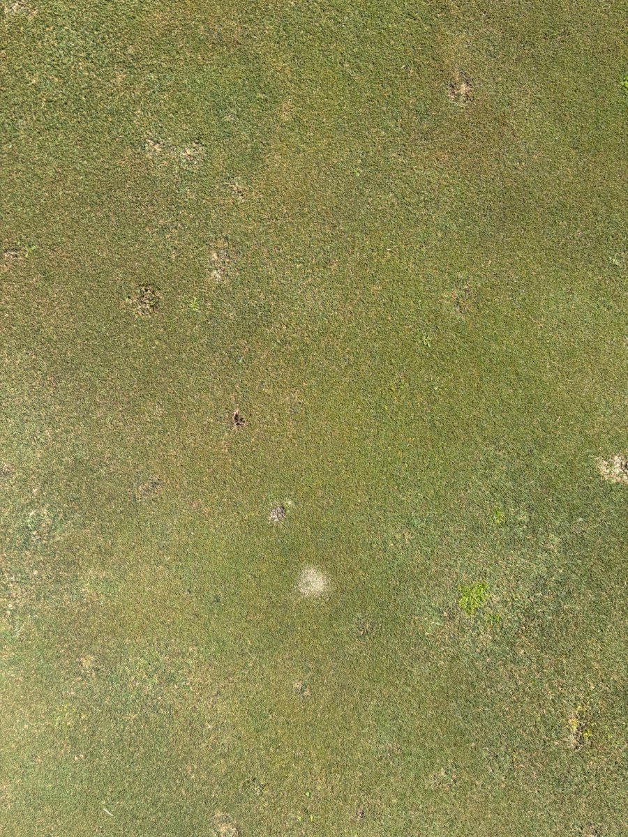 Auburn University Turfgrass Management tweet media