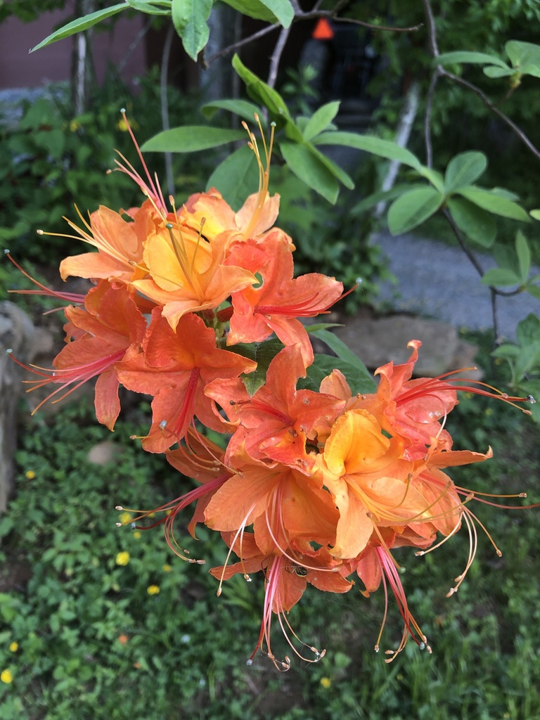 Flame Azalea #nature