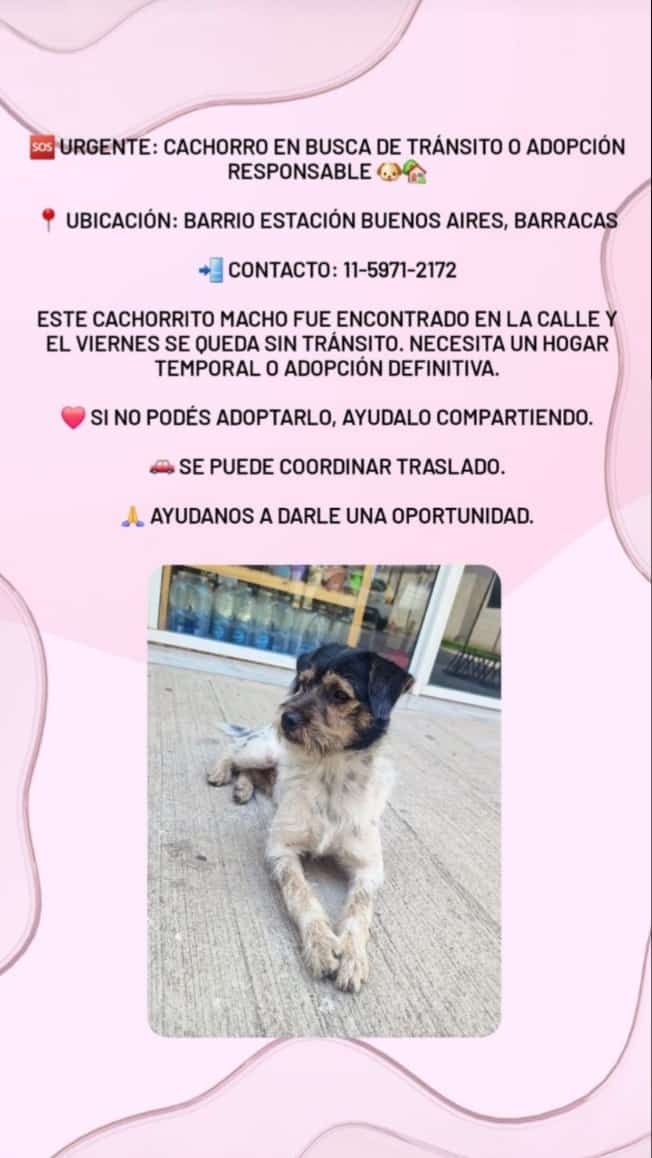 Tránsito/ adopción urgente de este cachorrito por favor.
<a href="/AbrilGo93588411/">Abril Gomez</a> 
<a href="/protegealanimal/">PROTECCION ANIMAL - ARGENTINA</a> 
<a href="/peludospeques3/">pequeños peludos argentina ok</a> 
<a href="/Atenea34921155/">callejeritos Buenos Aires 🐾🐩🐈🌈🌈</a> 
<a href="/amoperrosygatos/">Amo a perros y gatos</a> 
<a href="/ComoNoAdorarlos/">Como No Adorarlos</a> 
<a href="/Lau14251/">Lau1425 🇦🇷🌵🌴☀️🌷💜🌺🌸🐾🐶😺🌻💗</a> 
<a href="/lavozdelosotros/">LAVOZDELOSOTROS</a> 
<a href="/SilvanaGiudici/">Silvana Giudici</a> 
<a href="/sil_escorpio/">Sil 🇦🇷⭐⭐⭐</a> 
<a href="/alejandra_jung/">Alejandra  Alessio</a> 
<a href="/existenciala/">Victoria</a> 
<a href="/patripveron/">pato veron</a> 
<a href="/Gaby_Gege/">🐕GABYGEGE🐈⚪🔴⚪🇦🇷🧉🏆🏆🏆</a>