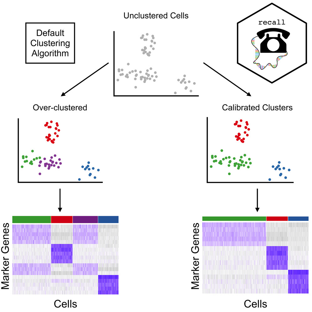 ASHG (@geneticssociety) on Twitter photo Over-clustering of single-cell RNA-seq data can produce spurious results. <a href="/AlanDenadel/">Alan DenAdel</a>, <a href="/lorin_crawford/">Lorin Crawford</a>, & co of <a href="/AJHGNews/">AJHG</a> latest study introduce recall, a new method, protecting against over-clustering & enables rapid analysis of single-cell RNA-seq data: cell.com/ajhg/abstract/… Over-clustering of single-cell RNA-seq data can produce spurious results. <a href="/AlanDenadel/">Alan DenAdel</a>, <a href="/lorin_crawford/">Lorin Crawford</a>, & co of <a href="/AJHGNews/">AJHG</a> latest study introduce recall, a new method, protecting against over-clustering & enables rapid analysis of single-cell RNA-seq data: cell.com/ajhg/abstract/…