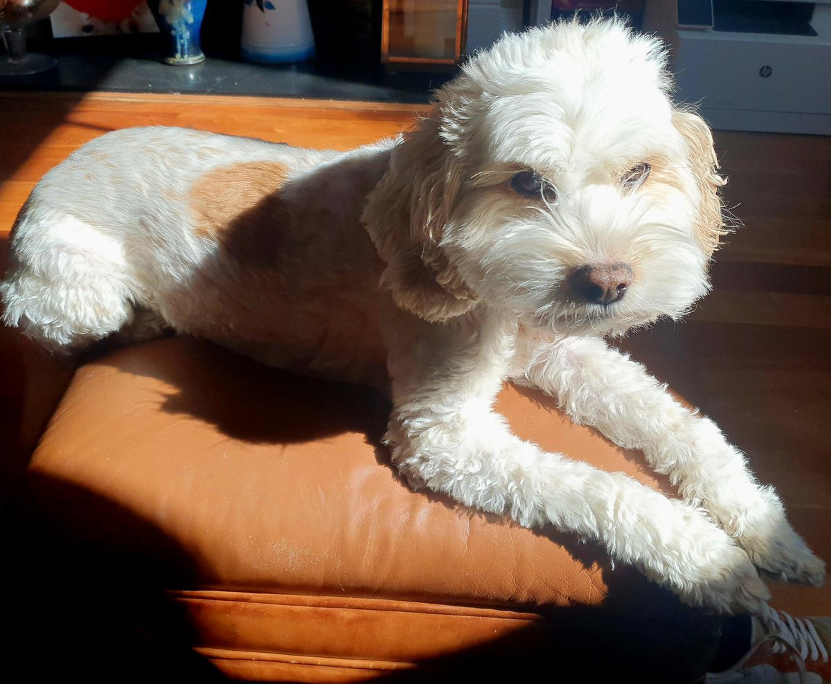 #rescuedogs #AdoptDontShop 
Thinking of adopting? This is gorgeous Lola adopted 7 years ago. Huge thanks to <a href="/AllDogsMatter/">All Dogs Matter</a> and all the work they do.