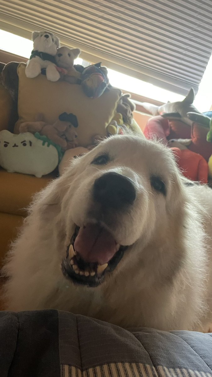 RoiJpsMPk's tweet photo. Lilianita, gracias por estos 12 años de tu luz inextinguible. Siempre te llevaré en mi corazón. Ya puedes volver a jugar con tu hermano. Estoy seguro que los volveré a ver del otro lado. https://t.co/8SaPSbU2TV