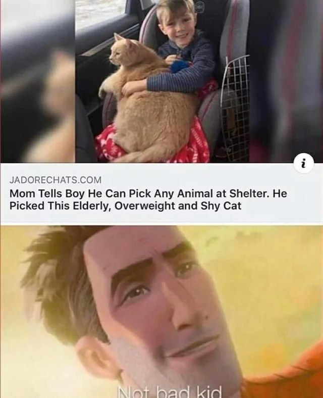 WholesomeMemes (@wholesomememe) on Twitter photo 