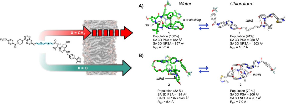 vasanthanathan's tweet image. Glad to share our new article on the #hydrophobic #collapse of #PROTACs !
pubs.acs.org/doi/10.1021/ac…