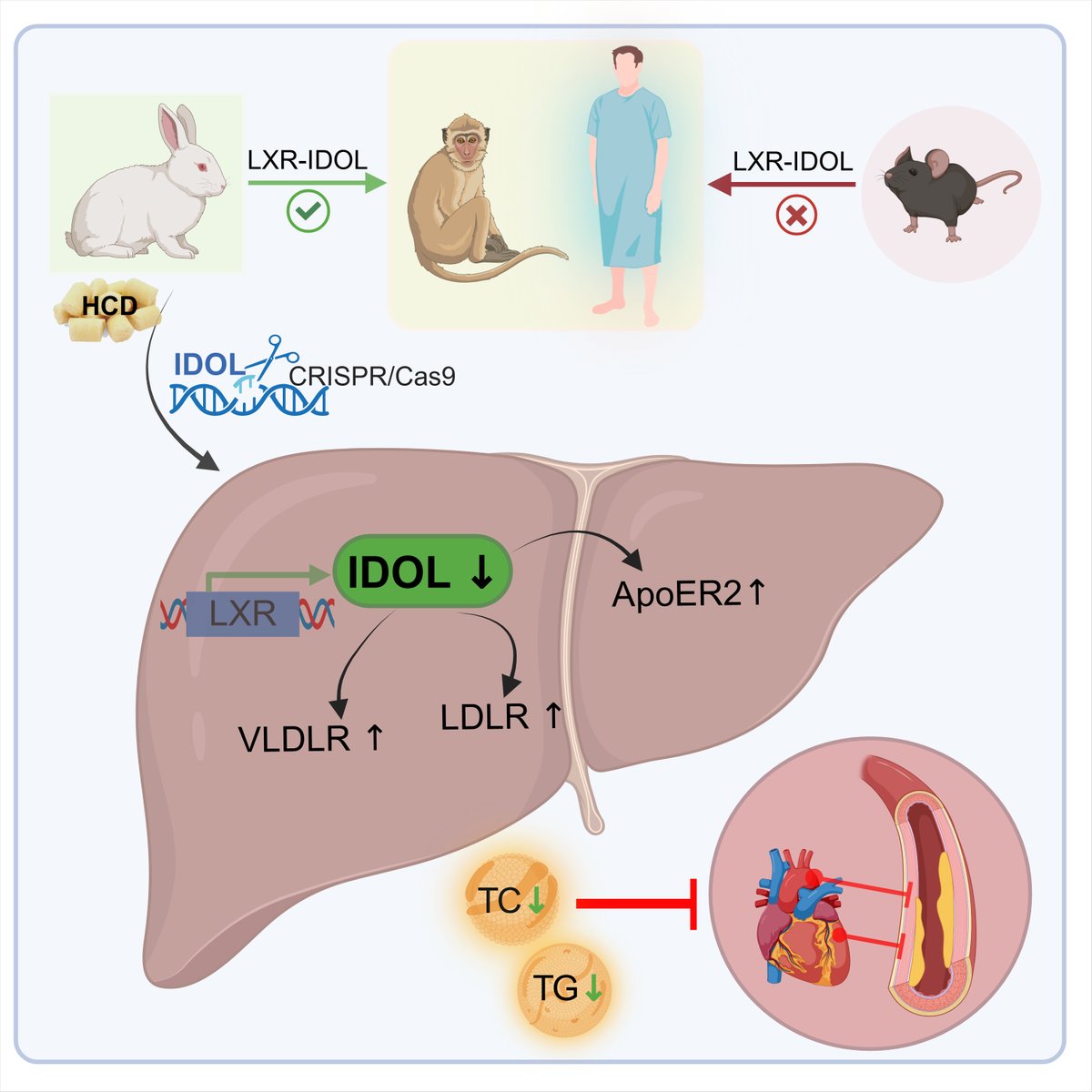 Is IDOL an Ideal Target for Treating Atherosclerosis? | Arteriosclerosis, Thrombosis, and Vascular Biology ahajournals.org/doi/full/10.11…
