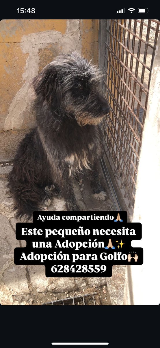 Una oportunidad para GOLFO❤️