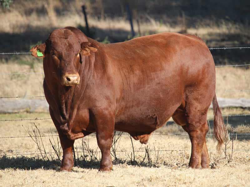 Nothing beats a Beefmaster