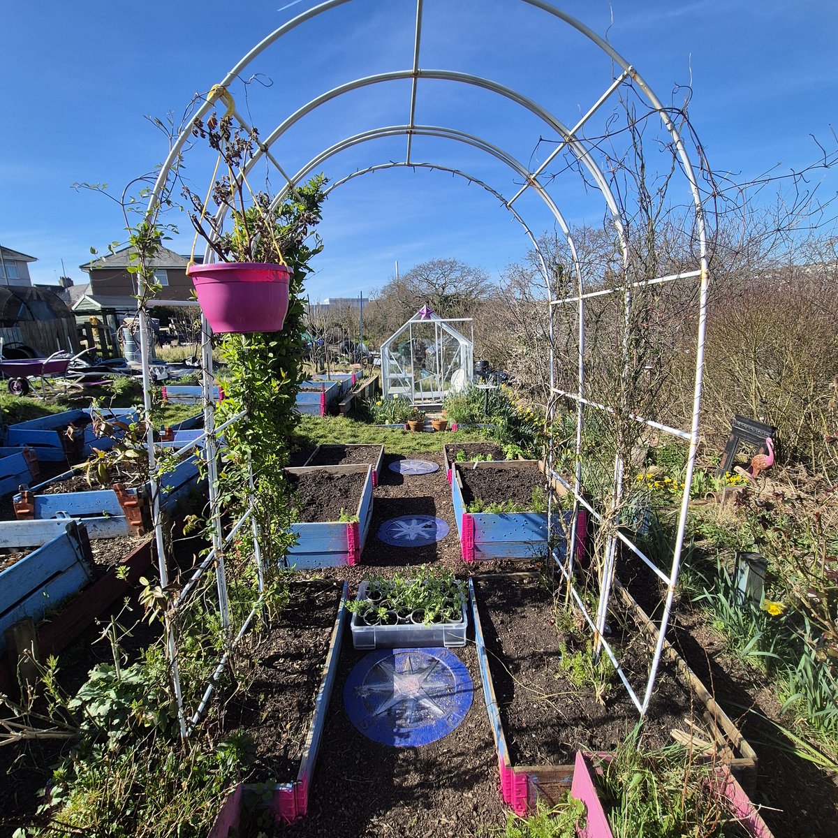 lovely_plot's tweet image. What better way to celebrate the first day of #spring than by putting up bean supports?! 🫘
I&apos;ve planted out the first batch of the sweet peas &amp;amp; sowed parsnips😍
Seen a brimstone, comma and peacock butterflies and counted 6 bumblebee queens! 🐝 🦋 
Spring is definitely here 💛