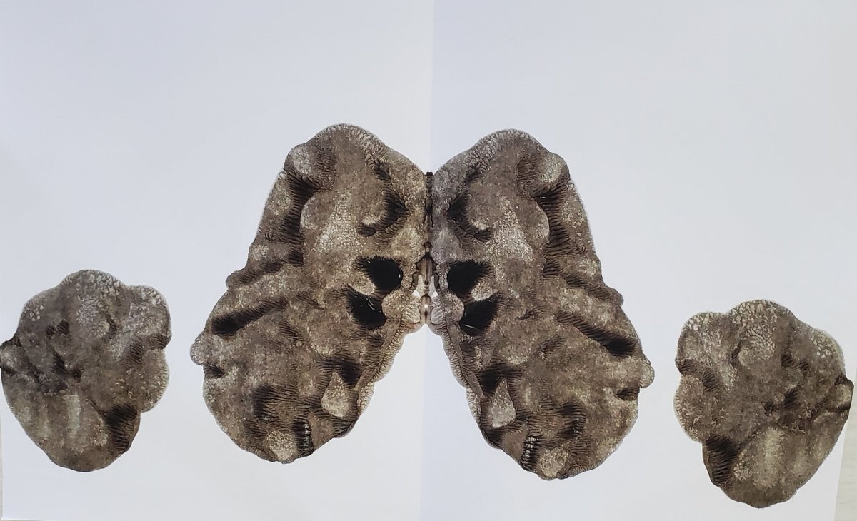 Rebecca Neel tweet media