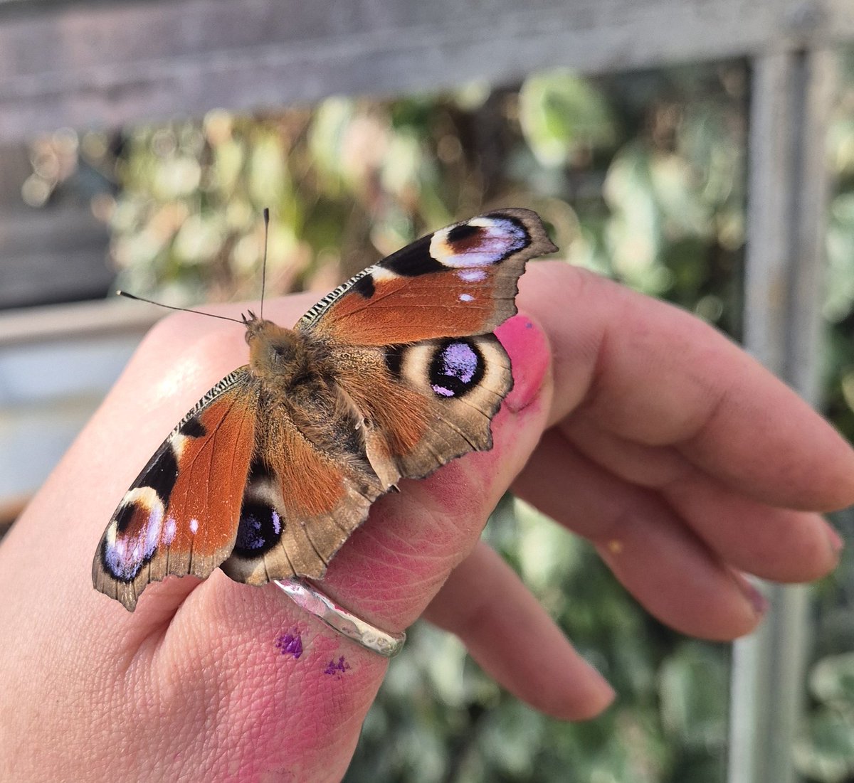lovely_plot's tweet image. What better way to celebrate the first day of #spring than by putting up bean supports?! 🫘
I&apos;ve planted out the first batch of the sweet peas &amp;amp; sowed parsnips😍
Seen a brimstone, comma and peacock butterflies and counted 6 bumblebee queens! 🐝 🦋 
Spring is definitely here 💛