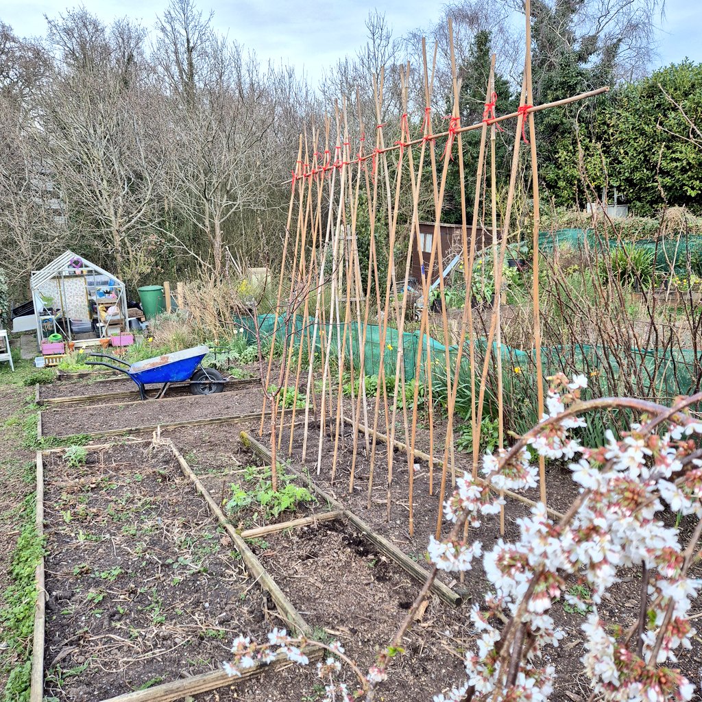 lovely_plot's tweet image. What better way to celebrate the first day of #spring than by putting up bean supports?! 🫘
I&apos;ve planted out the first batch of the sweet peas &amp;amp; sowed parsnips😍
Seen a brimstone, comma and peacock butterflies and counted 6 bumblebee queens! 🐝 🦋 
Spring is definitely here 💛