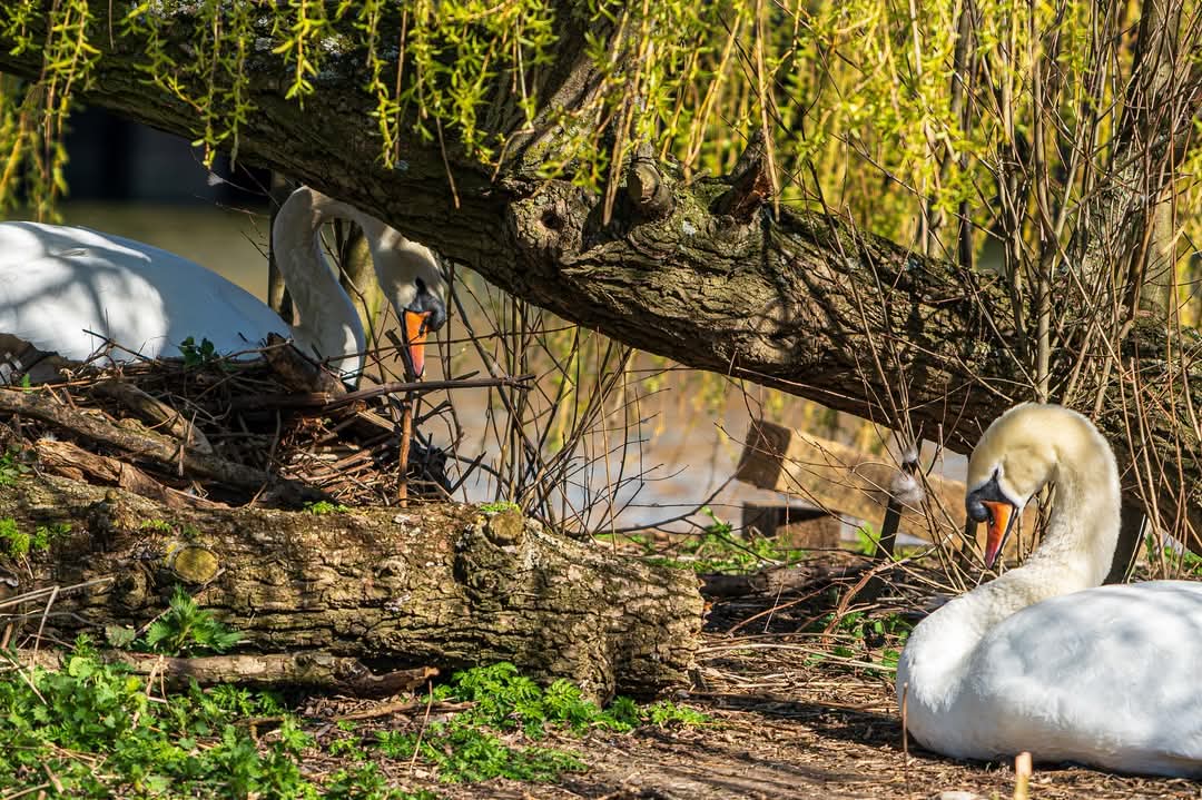 The 2025 Lincoln Swan Cygnets are on their way! One of our main breeding pairs has built their nest up and we suspect there is at least 1 egg already. The female is sitting on the nest whilst the male keeps guard. 

📸 taken with Long Lens
© Lincoln Swan Project Data Collector