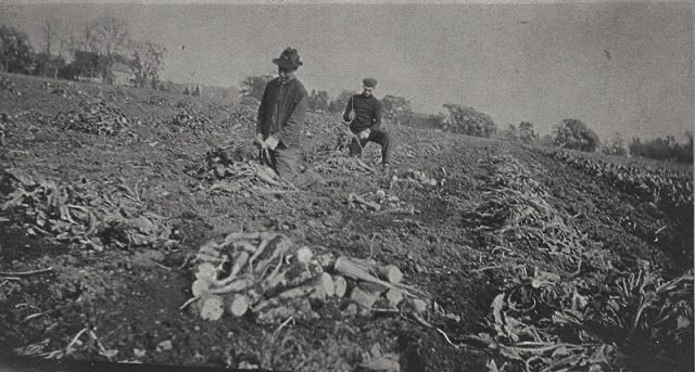 #ThrowbackThursday to sugarbeet harvest in the Red River Valley in the 1930s. Things have certainly changed, and we are so proud of our technologically advanced and efficient farmers! Thank you to sugarbeet farmer Bruce Newhouse for sharing this photo from his family archives.