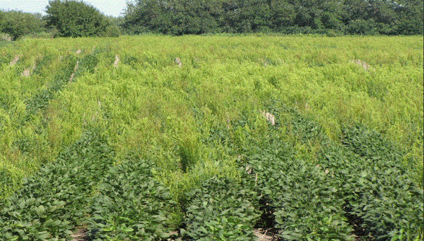 This eUpdate has articles on the status of first hollow stem in #wheat, the value of split fungicide applications for wheat, #corn seeding rates, marestail control in #soybeans, and more!
bit.ly/4hu7c2e