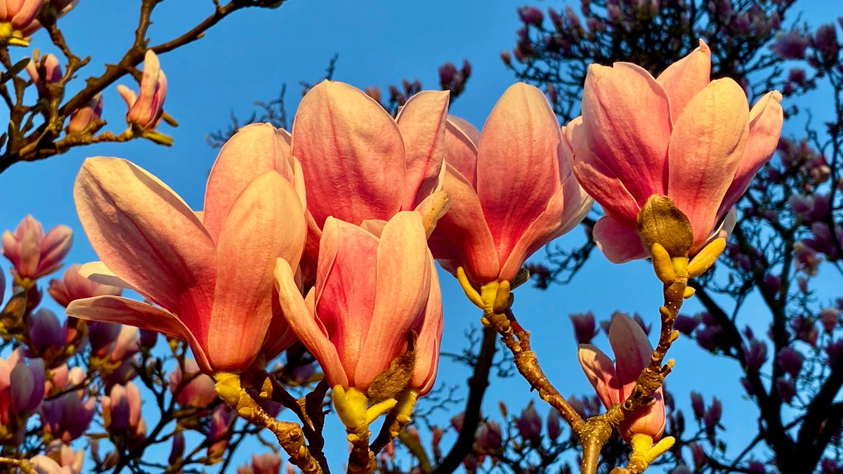 Toliclab's tweet image. Happy first day of spring from our Institute @institutrb!