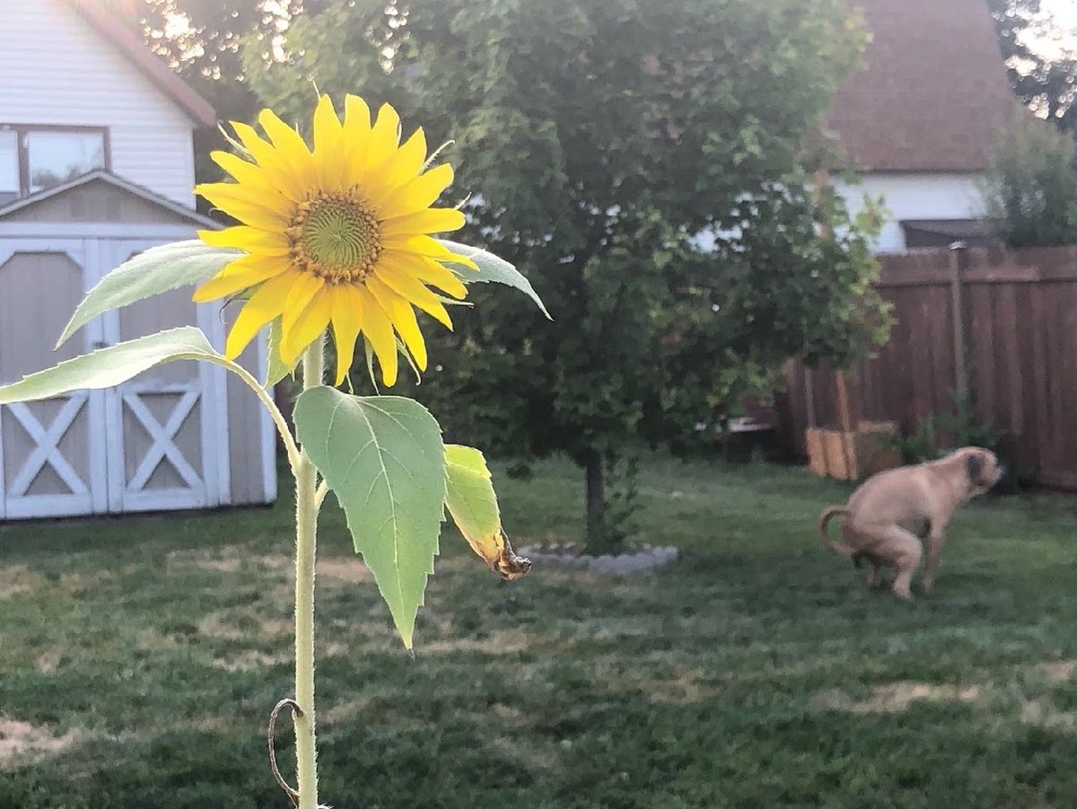 Spring has finally arrived!
#poopingpooches #flowers #spring #equinox #2025 #bostonterrier #goldenretrievers