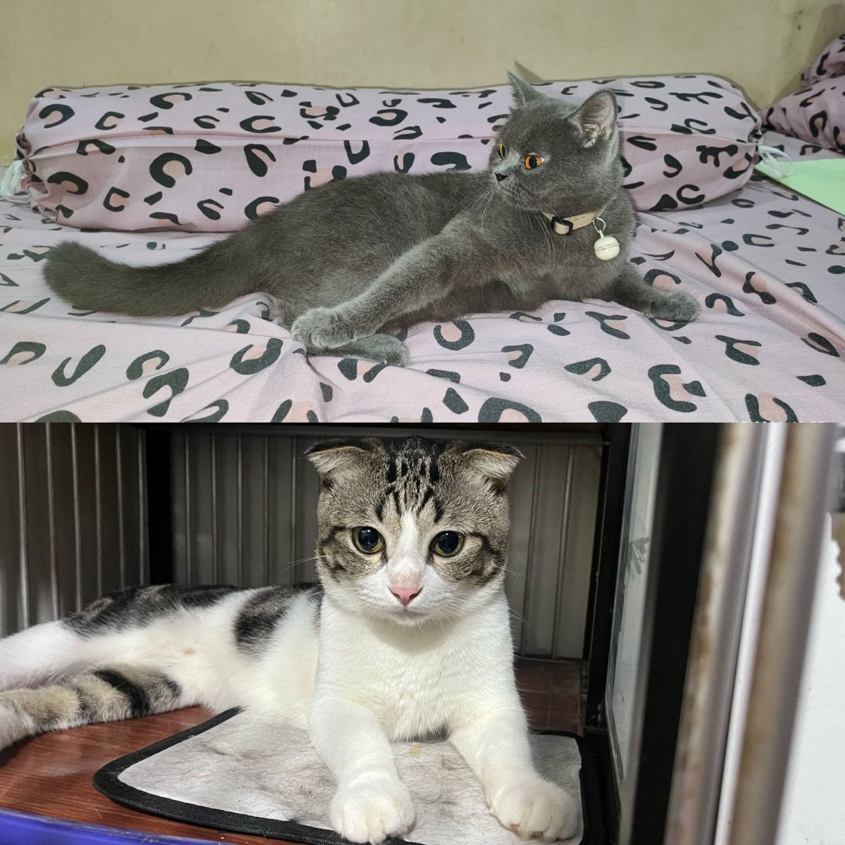 basrengsaos's tweet photo. Open adopt bantu temenku guys kucing BSH x Scotish
Foto kiri anaknya yang mau di open adopt, yang kanan ibu bapaknya
DM aja yawww https://t.co/yOslfHgeVC