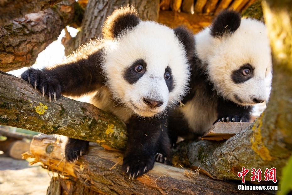 【🐼🥰🐼萌化了！旅德大熊貓雙胞胎“夢好”“夢甜”首次戶外活動】當地時間3月20日，旅德大熊貓雙胞胎“夢好”和“夢甜”首次在柏林動物園進行戶外活動。“夢好”和“夢甜”是旅德大熊貓“夢夢”於2024年8月22日誕下的一對雌性雙胞胎。這是德國第二次迎來大熊貓誕生。