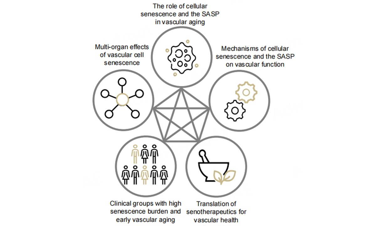 Call for Reading:

Mechanisms of cellular senescence-induced vascular aging: evidence of senotherapeutic strategies
oaepublish.com/articles/jca.2…