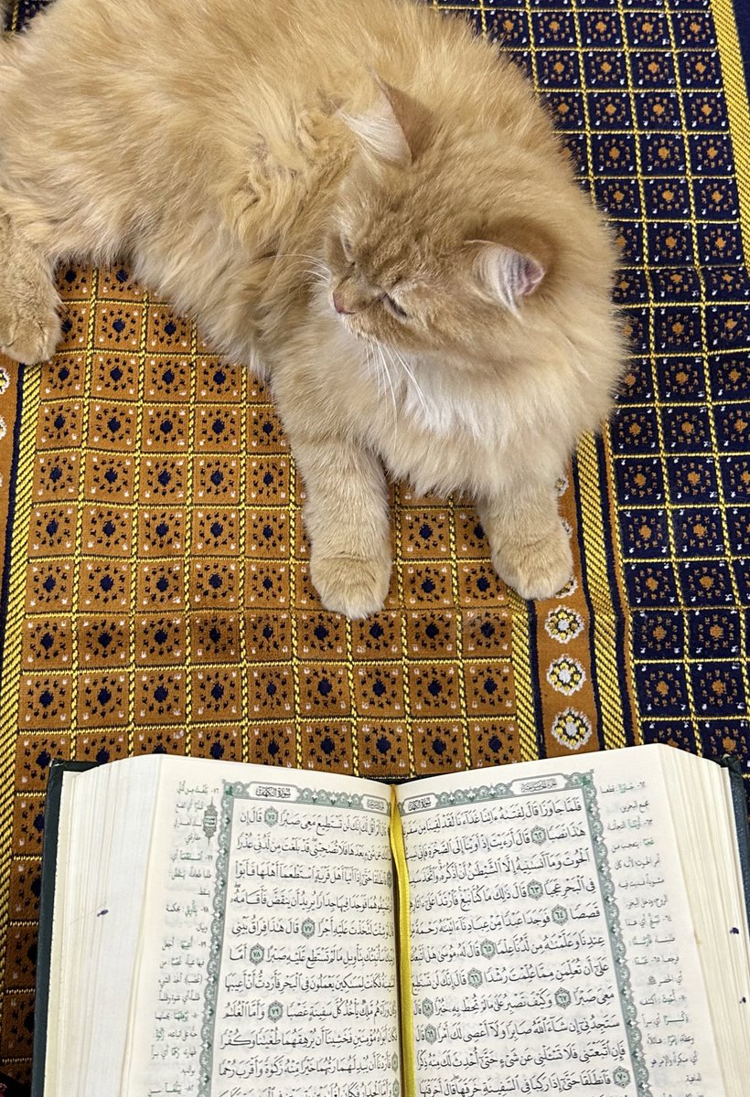 ﴿ إنَّ قُرْآنَ الفَجْرِ كَانَ مَشْهُودًا ﴾
🐈🤍