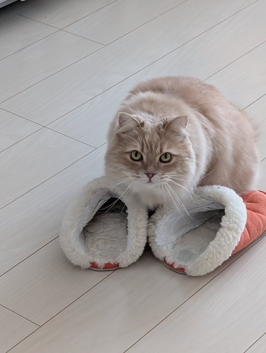 ニンゲンのスリッパがすき