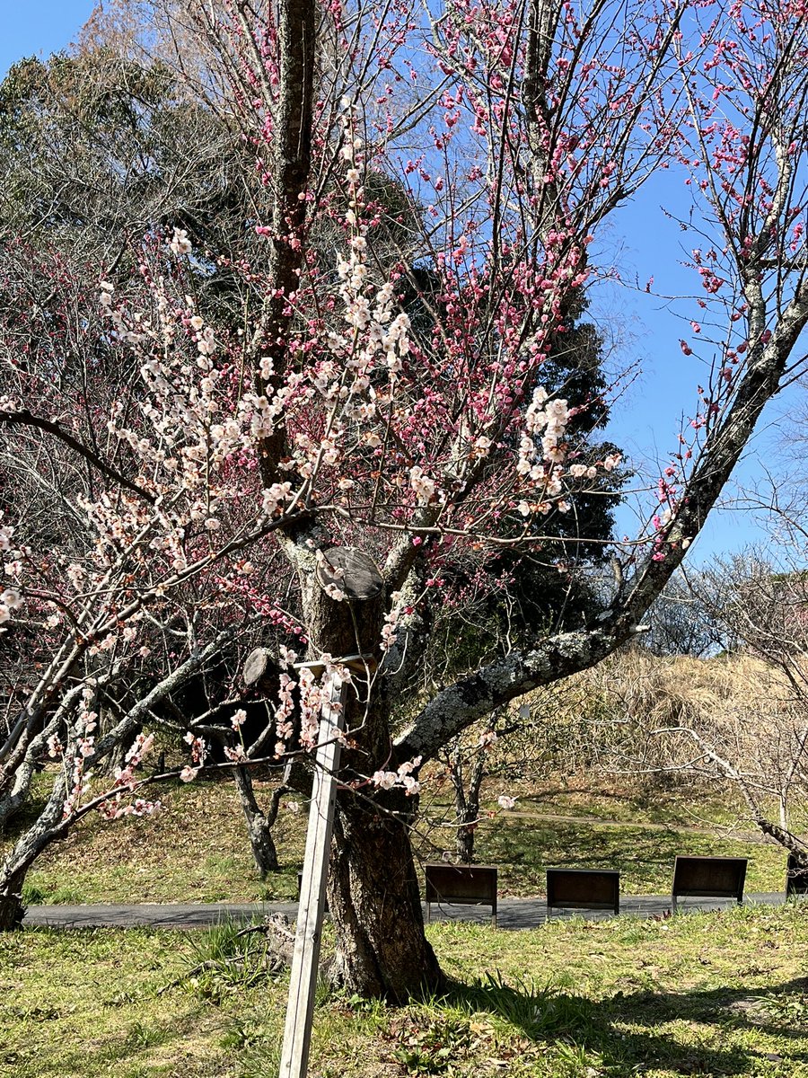 JunichiKoteraMB's tweet photo. お疲れさまです。
今日の #奈良 は晴れ
本日の写真は大和郡山市の #大和民族博物館 の #梅林 
黄、紅、白梅がそれぞれ満開。青空と梅と敷地内の古民家との調和も良いと思いました。
今週までが見頃でしょうか？
#企業公式が地元の天気を言い合う 
#がんばろう企業公式 
#企業公式相互フォロー https://t.co/COWcNynVCi