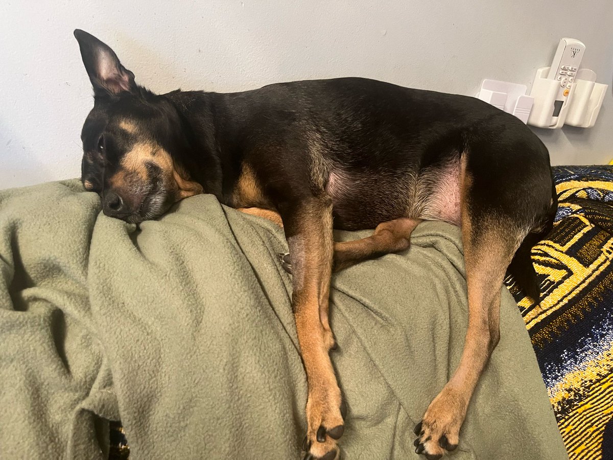 THURSDAY, MARCH 20: ONE WEEK POST-SURGERY
We received a call yesterday from AVC with the results of last week’s surgery, the removal of a mast cell tumour (MCT) on Ripley's neck. gofundme.com/manage/service…
