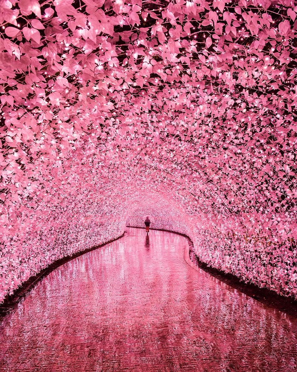 Cherry blossoms in Japan 🧵

1. A tunnel of sakura-shaped bulbs in Mie