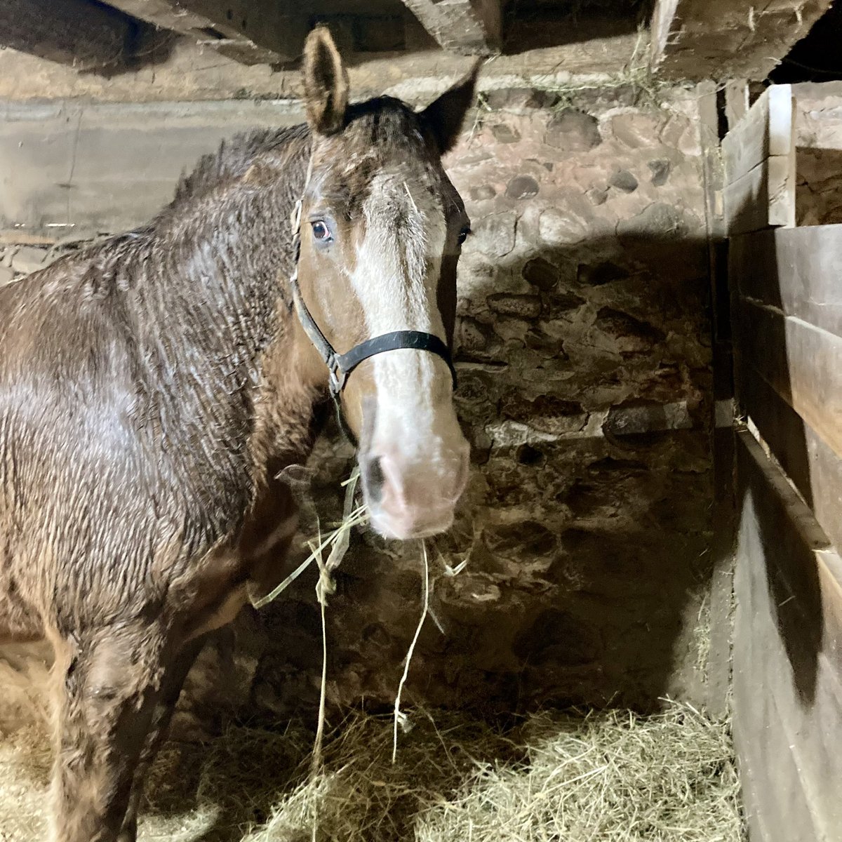 monroesheriffny's tweet photo. The Safety Awareness class from @AutismUp’s Full Life Academy toured the MCSO Mounted Unit barn today and made some new friends. https://t.co/Et6CwgihVO