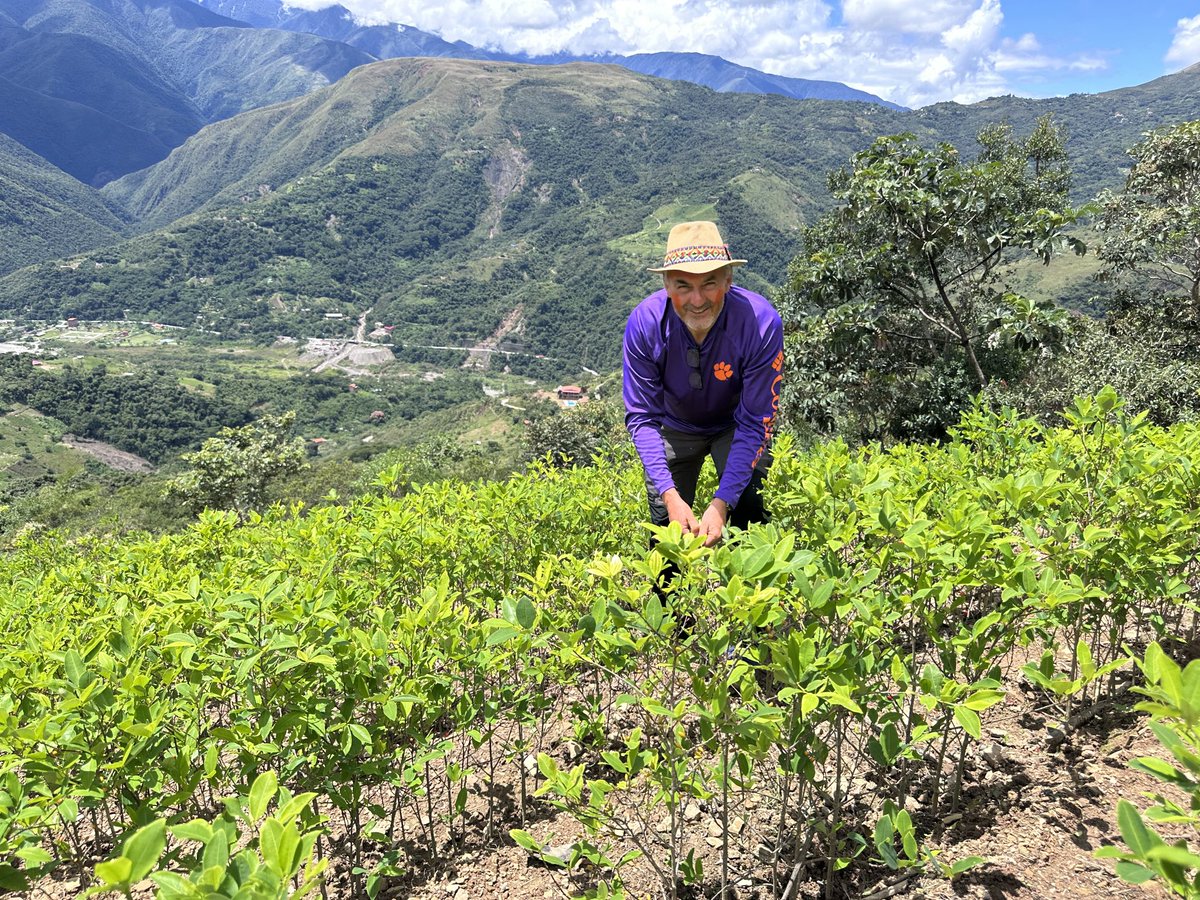 Artemi Cerdà (@artemiocerda) on Twitter photo Bolivia. Day 22. Coca production in the Yungas valley. We are measuring the changes in soil quality. Bolivia. Day 22. Coca production in the Yungas valley. We are measuring the changes in soil quality.