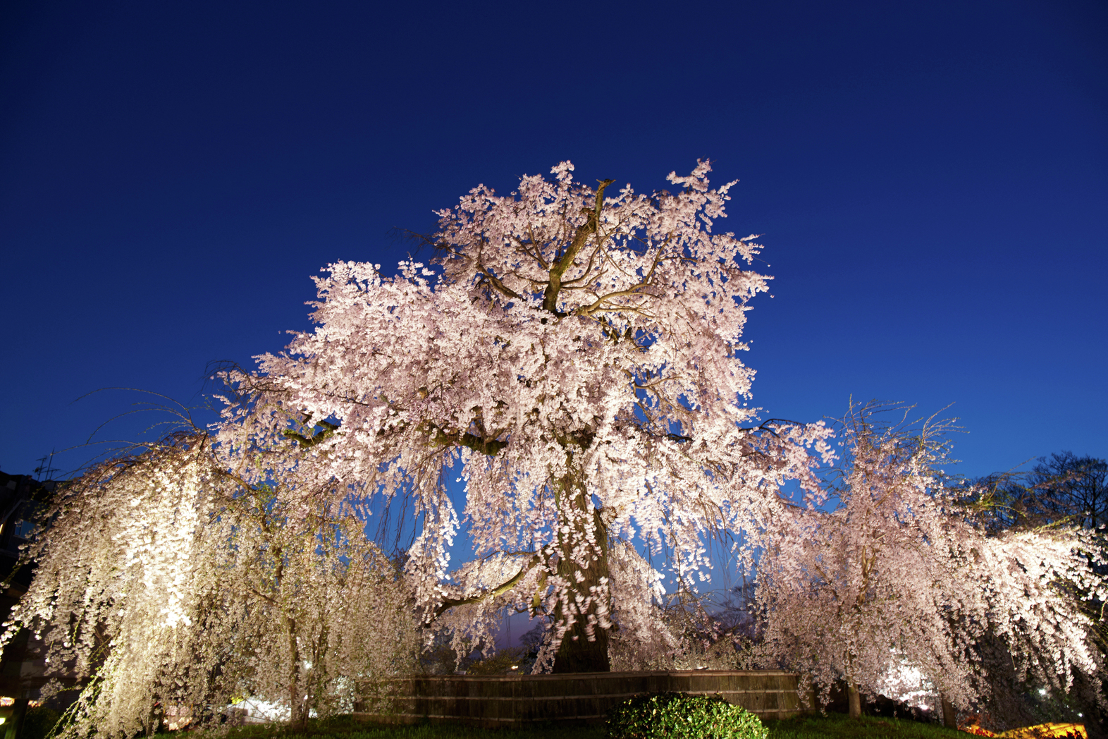 桜 2023 打吹公園 桜開花情報/倉吉市公式ウェブサイト