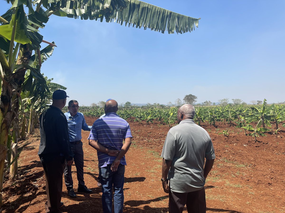 SuchelJovel's tweet photo. "SI EL HOMBRE SIRVE, LA TIERRA SIRVE."
Provechoso intercambio para trazar estrategias de intercambios🌱🌾 y beneficios mutuos🐟🍌 entre #Suchel Jovel y el productor usufructuario de la CCS Leonel Fraguela Carlos Cruzata.
#UnidosPorCuba🇨🇺
#ProgramaAlimentario
#MatancerosEnVictoria https://t.co/t3xeTyGIHY