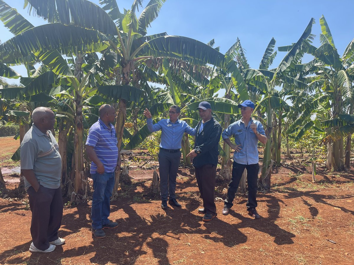 SuchelJovel's tweet photo. "SI EL HOMBRE SIRVE, LA TIERRA SIRVE."
Provechoso intercambio para trazar estrategias de intercambios🌱🌾 y beneficios mutuos🐟🍌 entre #Suchel Jovel y el productor usufructuario de la CCS Leonel Fraguela Carlos Cruzata.
#UnidosPorCuba🇨🇺
#ProgramaAlimentario
#MatancerosEnVictoria https://t.co/t3xeTyGIHY