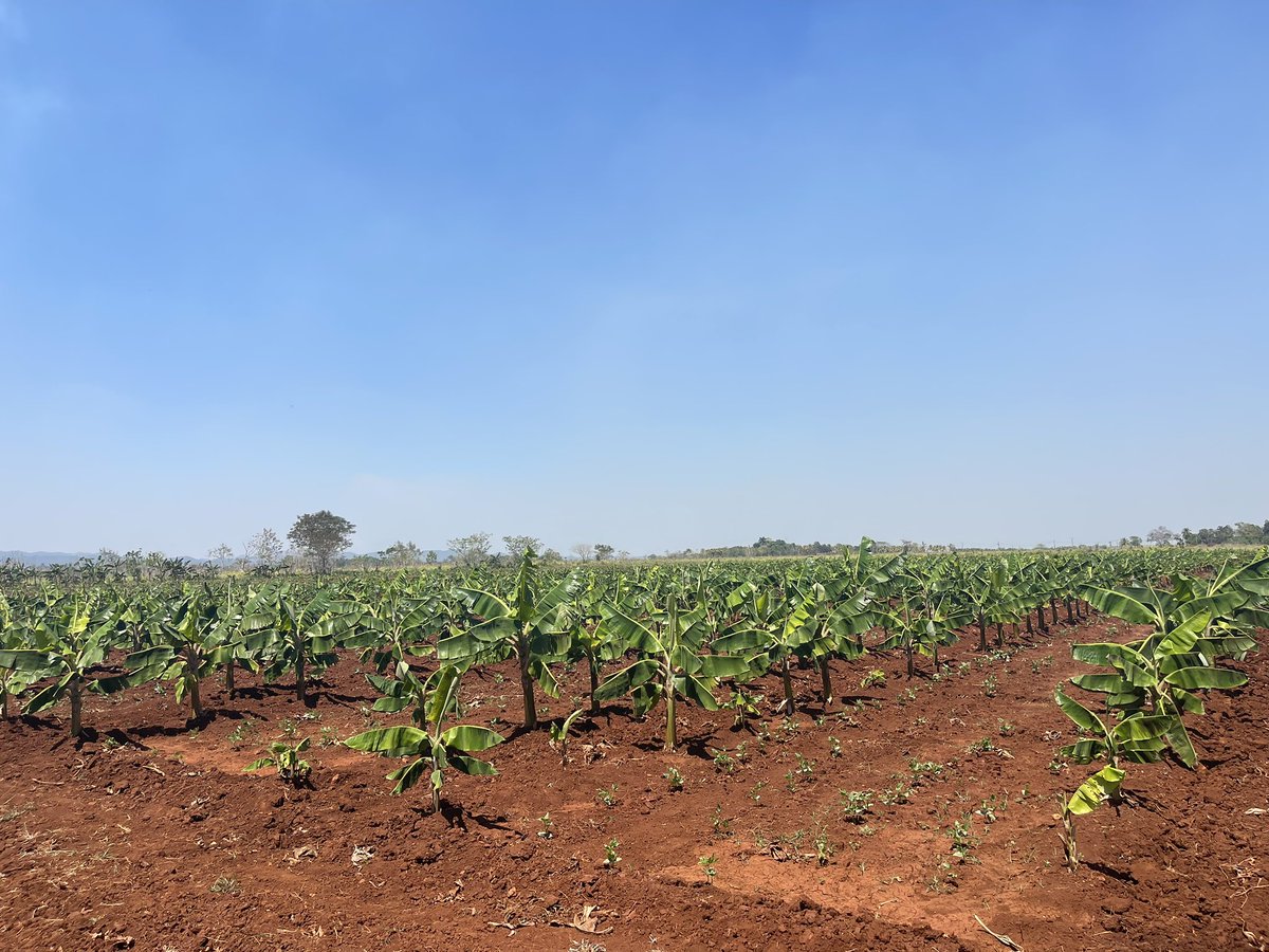 SuchelJovel's tweet photo. "SI EL HOMBRE SIRVE, LA TIERRA SIRVE."
Provechoso intercambio para trazar estrategias de intercambios🌱🌾 y beneficios mutuos🐟🍌 entre #Suchel Jovel y el productor usufructuario de la CCS Leonel Fraguela Carlos Cruzata.
#UnidosPorCuba🇨🇺
#ProgramaAlimentario
#MatancerosEnVictoria https://t.co/t3xeTyGIHY